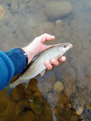 Adriatic Grayling