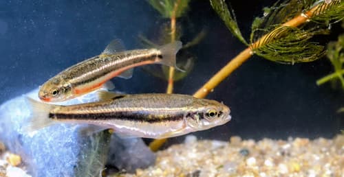Aegean Minnow