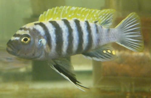 Afra Cichlid