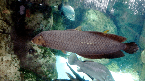African Arowana