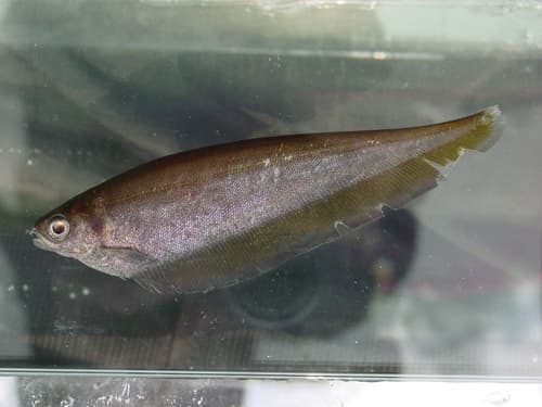 African Brown Knifefish