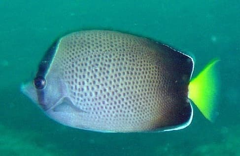 Blackback Butterflyfish