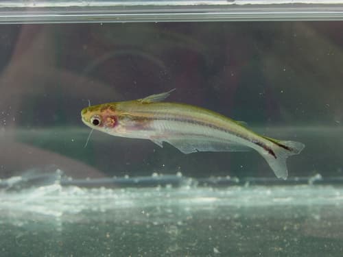 African Glass Catfish