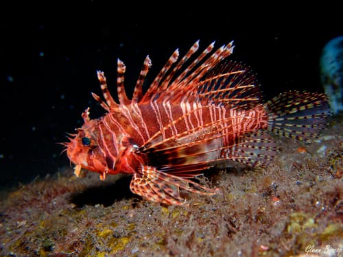 African Lionfish