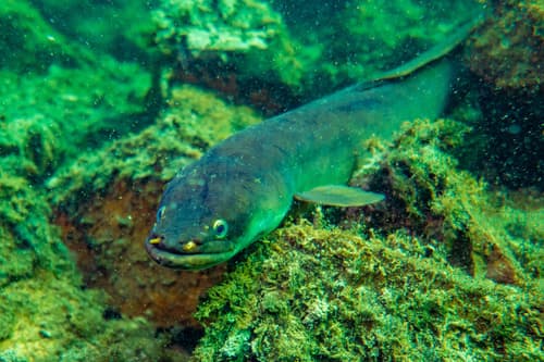 African Longfin Eel