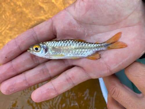 African Orangetail Tetra