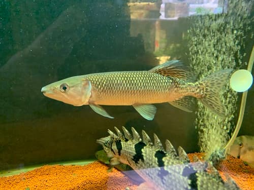 African Pike Characin