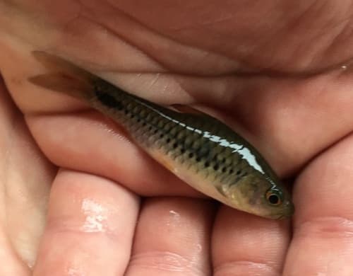 African Redfinned Barb