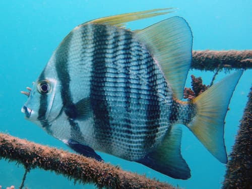 African Spadefish