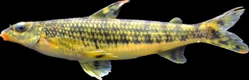 African Striped Darter