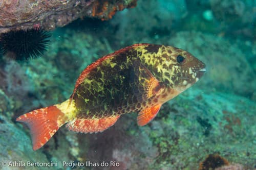 Agassiz's Parrotfish