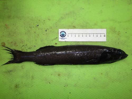 Agassiz's Smoothhead