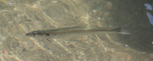Agone Mullet