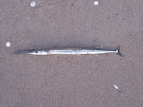 Agujon Needlefish