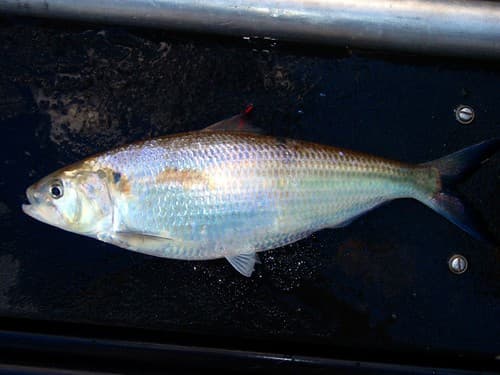 Alabama Shad