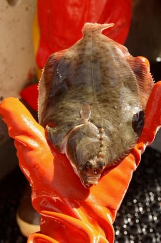 Alaska Plaice