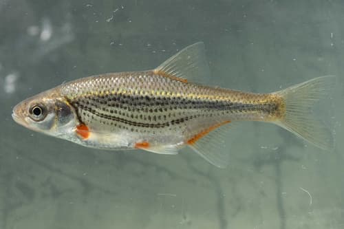 Alburnoides thessalicus