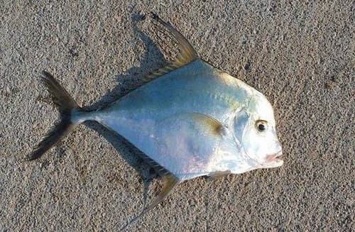Alexandria Pompano