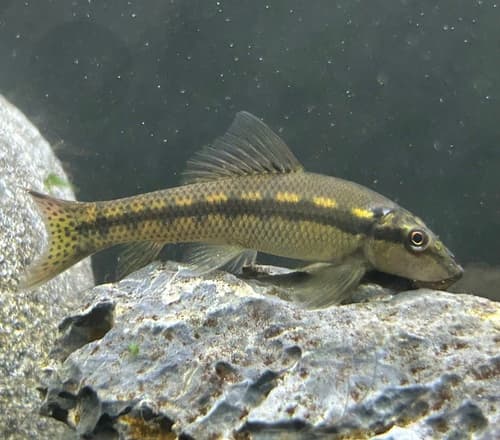 Chinese Algae Eater