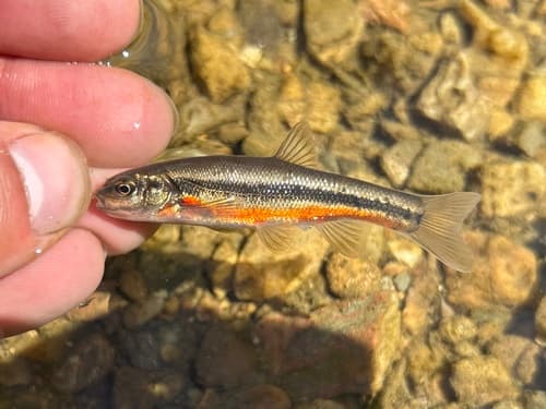 Allegheny Pearl Dace