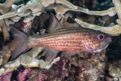 Allen's Cardinalfish