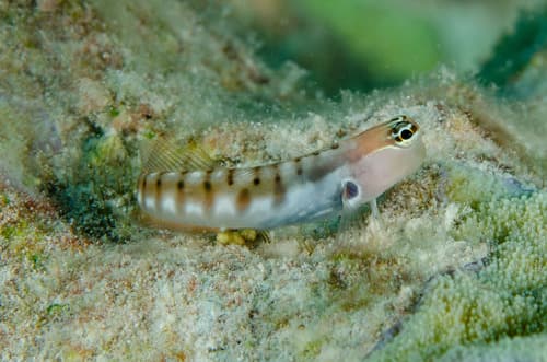 Allen's Combtooth Blenny