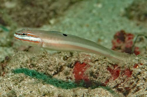 Allen's Glidergoby