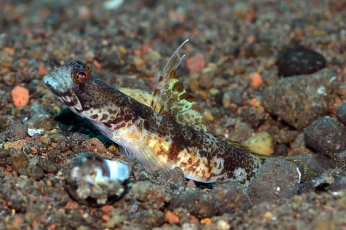 Allen's Shrimpgoby