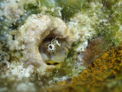 Alloblennius jugularis