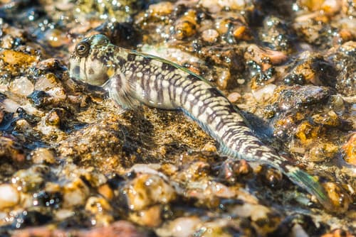 Magnusi's Rockskipper