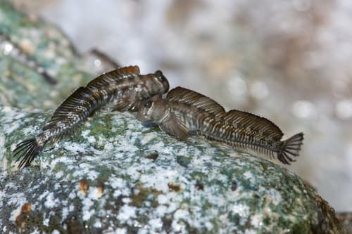 Oriental Rockskipper