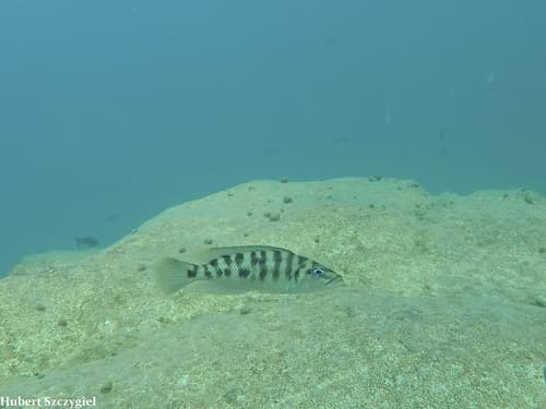 Altolamprologus fasciatus