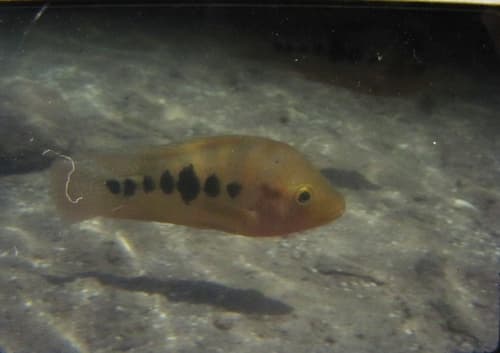 Amarillo Cichlid