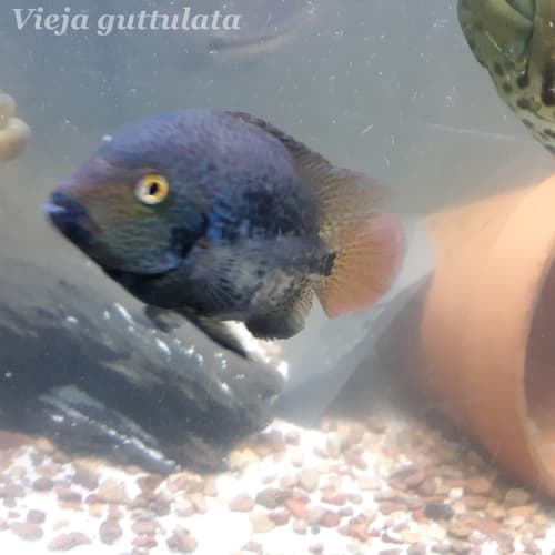 Amatitlan Cichlid