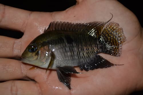 Amazon Cichlid