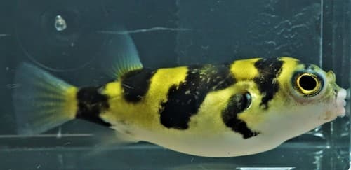 Amazon Puffer