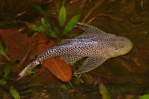 Amazon Sailfin Catfish