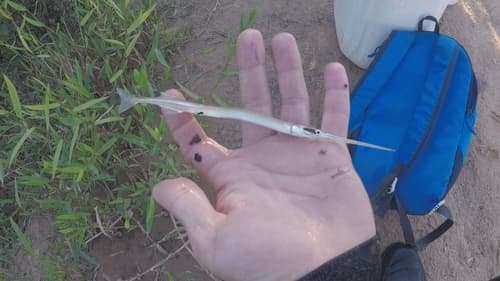 Amazonian Needlefish