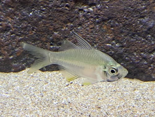 Eight-banded Glassfish