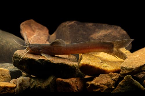 Variegated Amblyceps Catfish