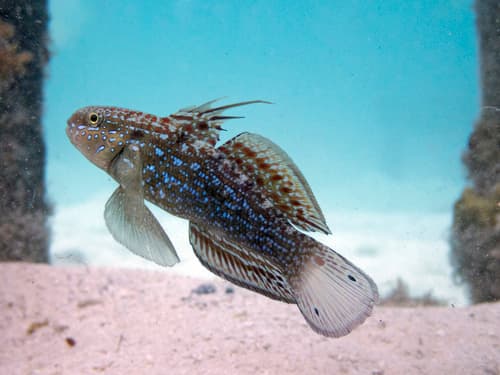 Half-barred Goby
