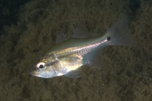 Amboina Cardinalfish