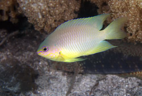 Ambon Damsel