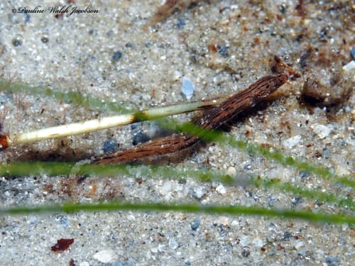 American Crested Pipefish