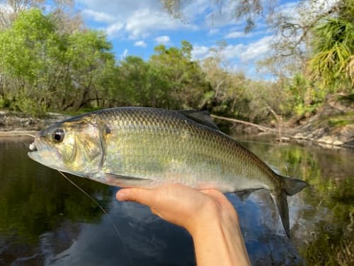 American Shad