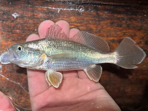 American Stardrum