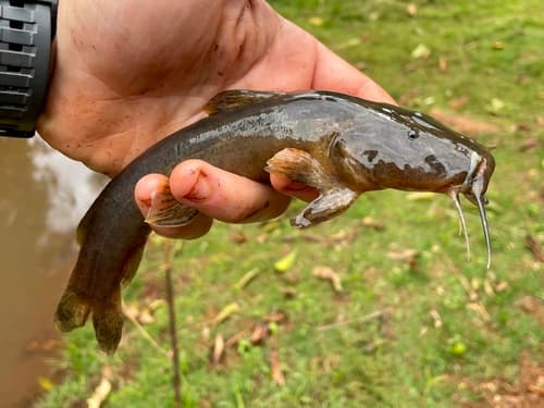 Athi River Catfish