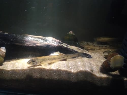 Amur Longnose Gudgeon