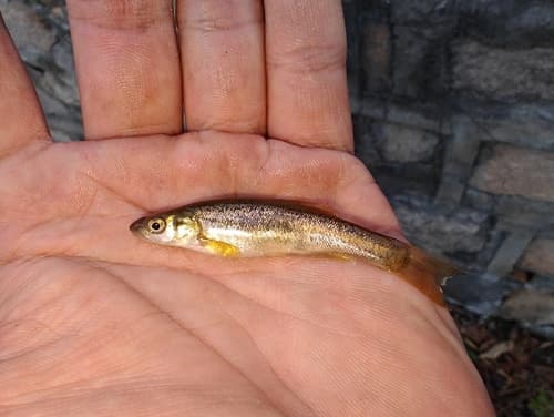 Amur Minnow