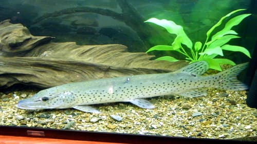 Amur Pike